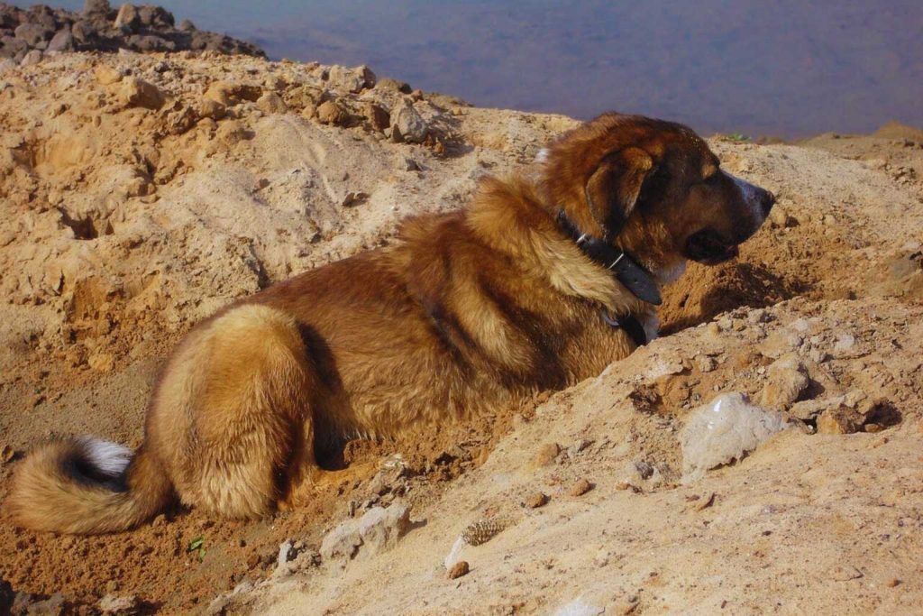 Bakharwal Dog rests in sandy hollow, reddish-brown coat, head turned, collar on, pale blue-gray backdrop in distance
