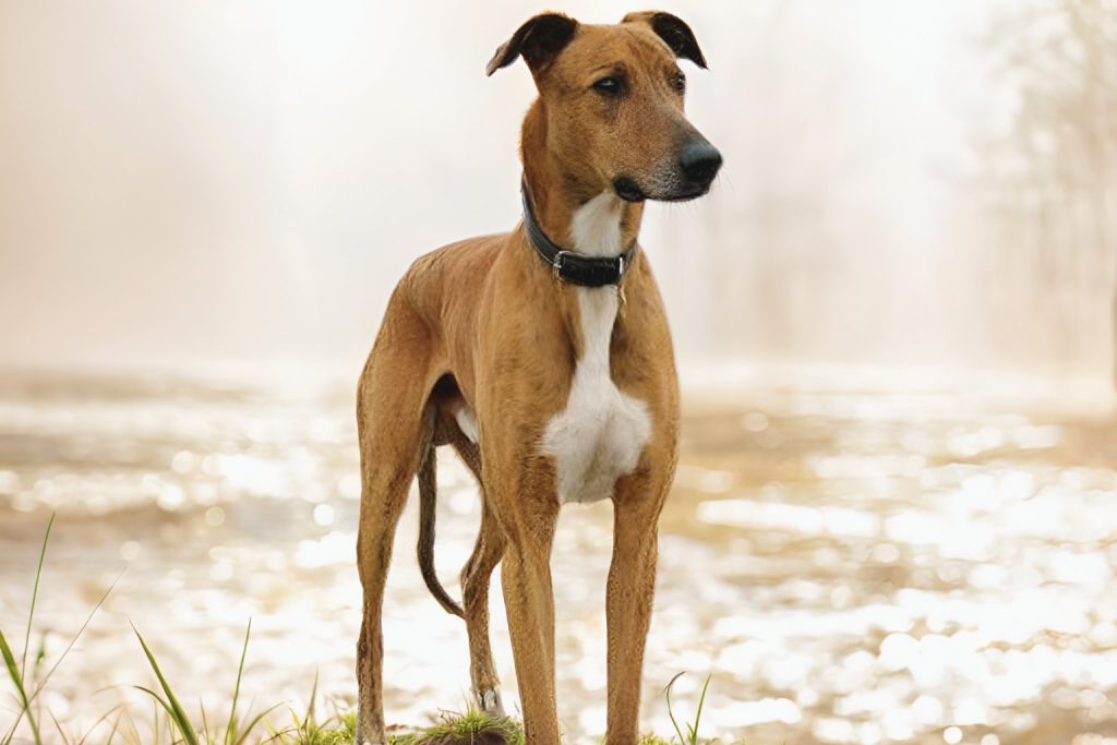 Banjara Hound Dog stands near water’s edge, light brown fur with white chest patch, black collar, golden reflections
