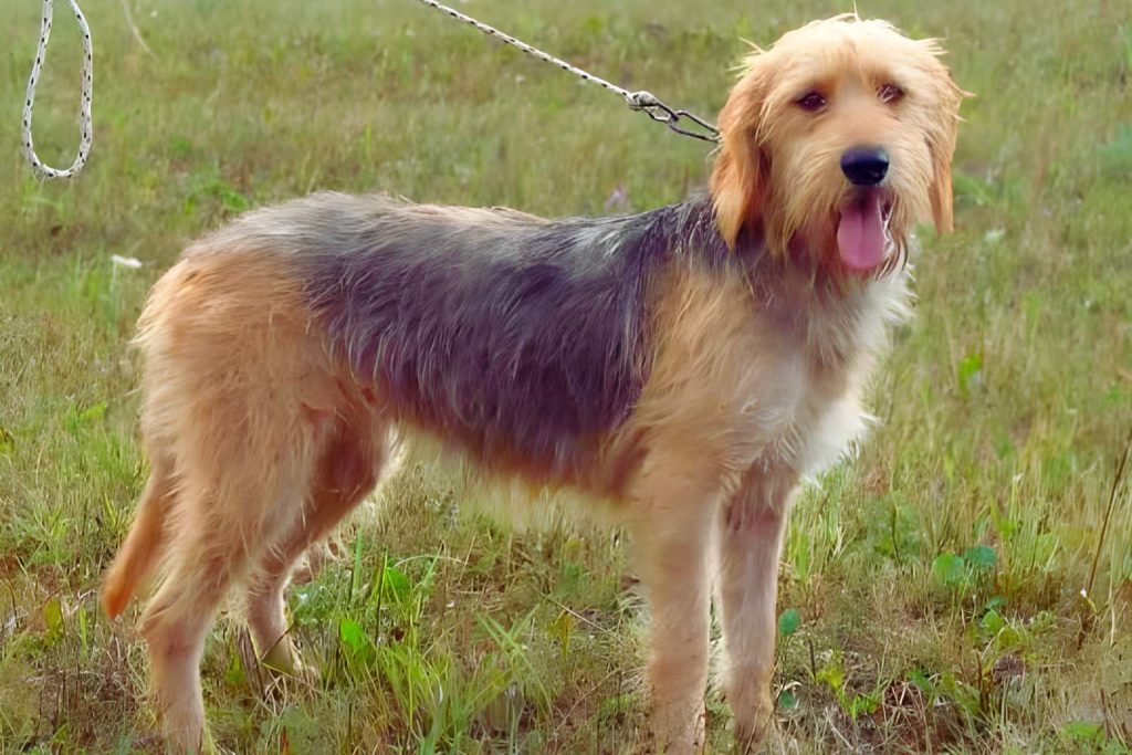 Barak Hound dog with tan and gray fur stands on green grass, looking at camera with open mouth and visible rope leash