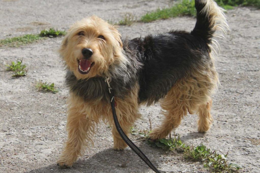Medium Barak Hound dog with brown and black fur stands on gravel path, wearing black leash, tail slightly raised and happy