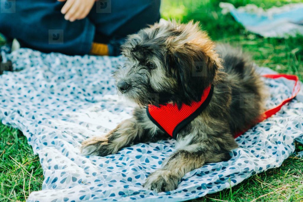 Barbado da Terceira Dog puppy with gray-brown fur in red harness lies on blue patterned blanket over green grass outdoors