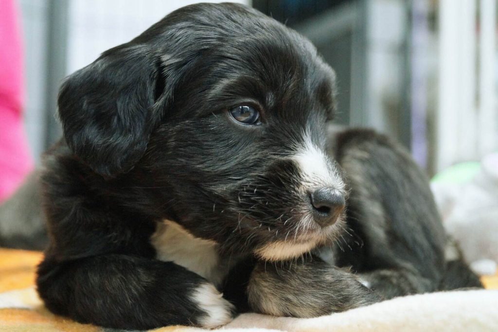Barbado da Terceira Dog puppy with black and white fur and striking blue eyes lying down indoors on a beige surface