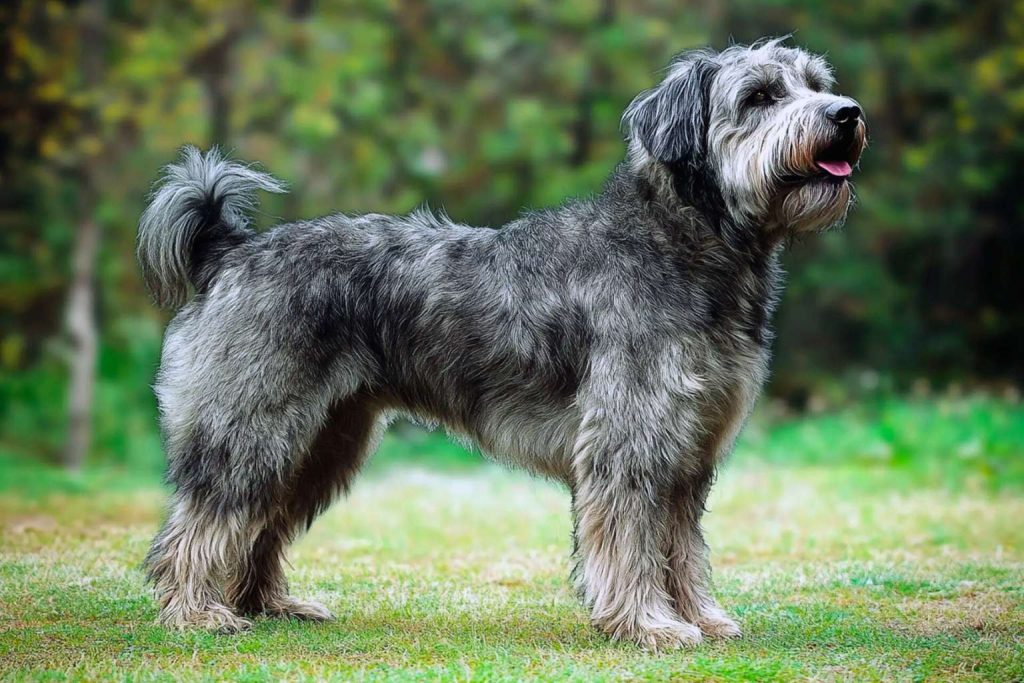 Barbado da Terceira Dog with shaggy gray-black fur stands on green grass, tail curled, mouth open with tongue showing