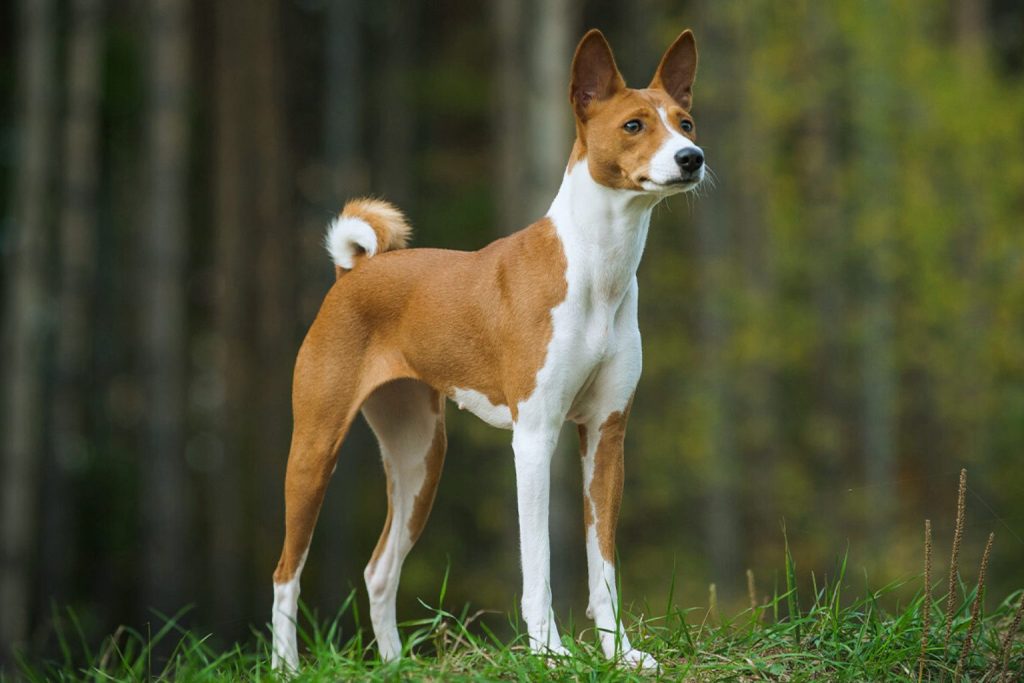Basenji Dog with tan coat and white markings stands on green grass in front of a blurred forest with dark trees
