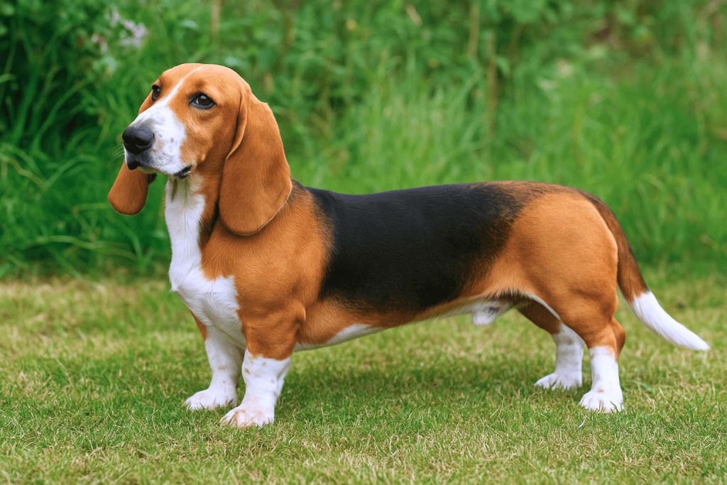 Basset Artésien Normand Dog with long floppy ears and tricolor coat stands alert on grass with blurred green plants in background