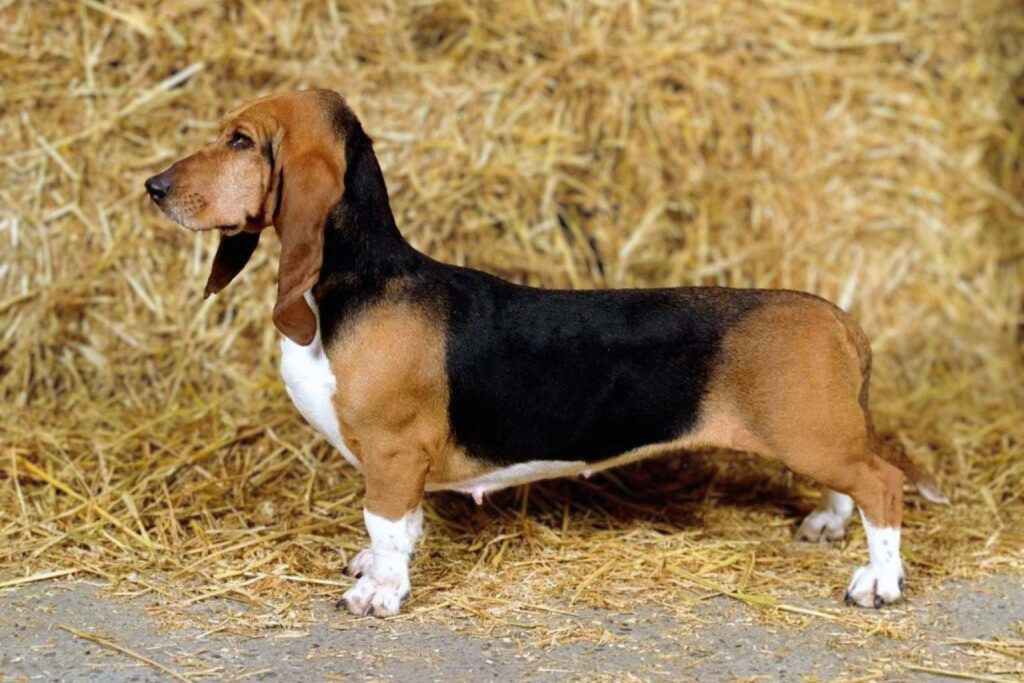 Basset Artésien Normand Dog in profile view with reddish-brown, black, and white fur standing on hay-covered ground