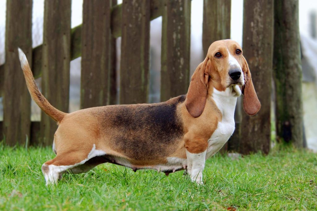 Basset Artésien Normand Dog stands on green grass in front of wooden fence, alert posture, long ears, tan and brown coat with white chest