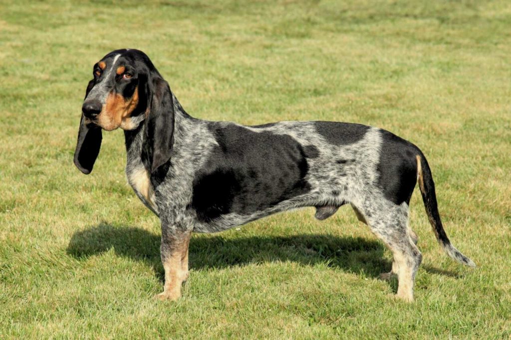 Basset Bleu de Gascogne Dog with black, white, and bluish-gray speckled coat standing alert on a bright grassy field outdoors