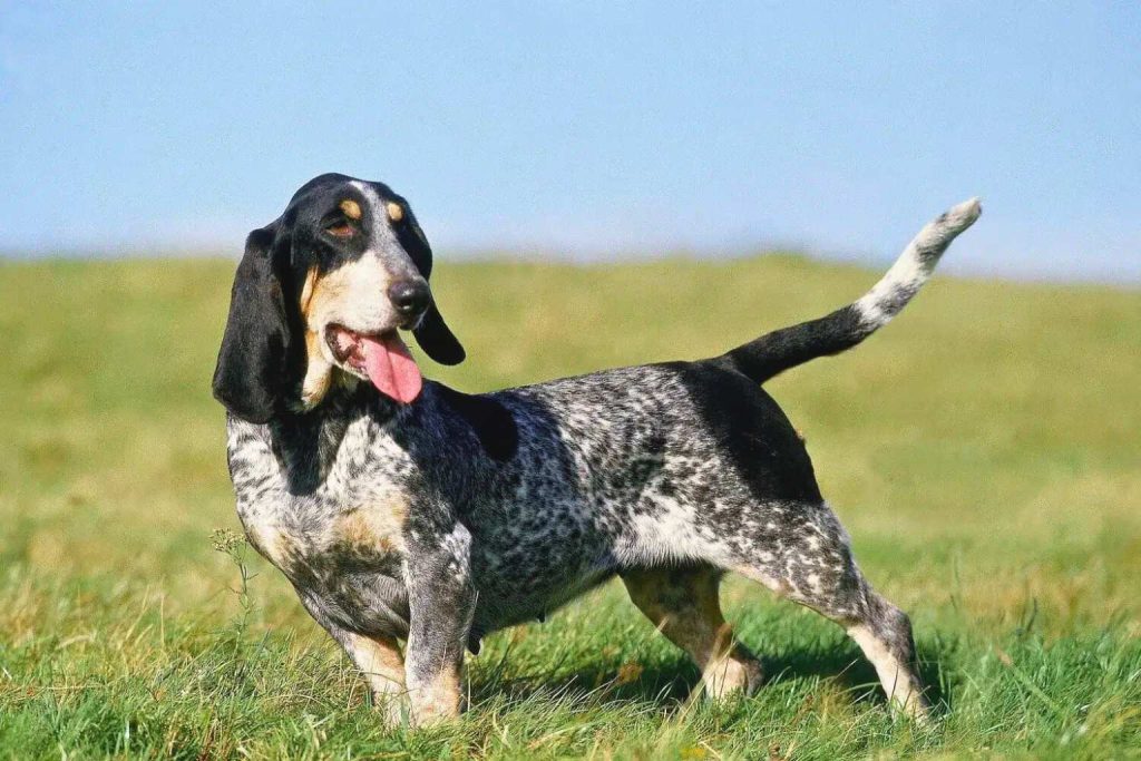 Basset Bleu de Gascogne Dog with black and blue speckled coat stands in a green grassy field under a sunny bright sky