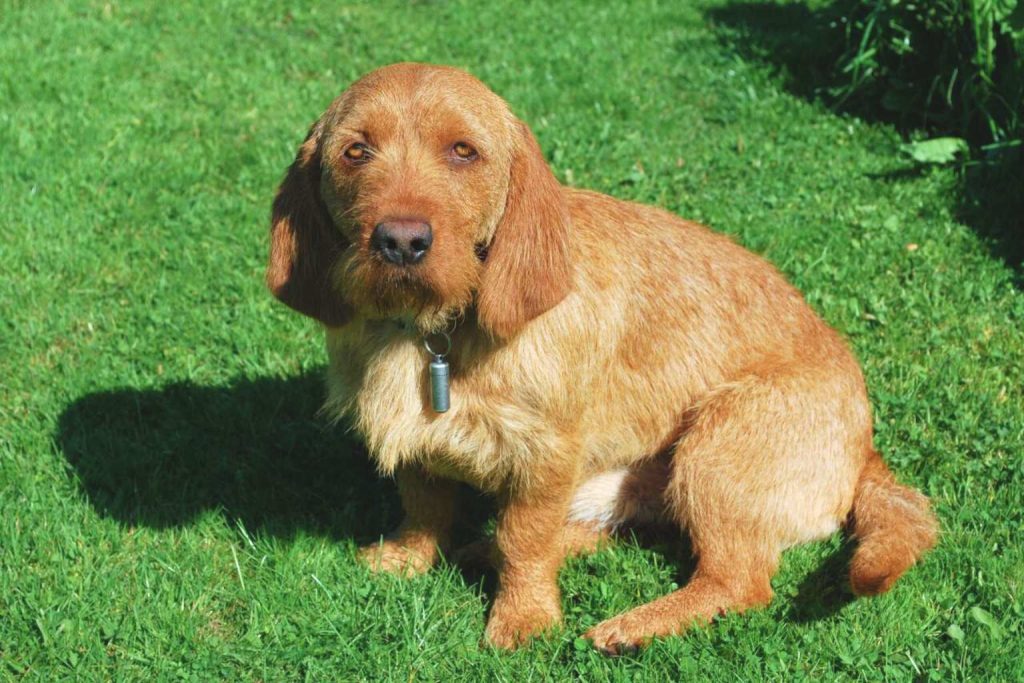 Basset Fauve de Bretagne Dog with light reddish coat sits on bright green grass, floppy ears and dark eyes looking directly forward outdoorsBasset Fauve de Bretagne Dog with light reddish coat sits on bright green grass, floppy ears and dark eyes looking directly forward outdoors