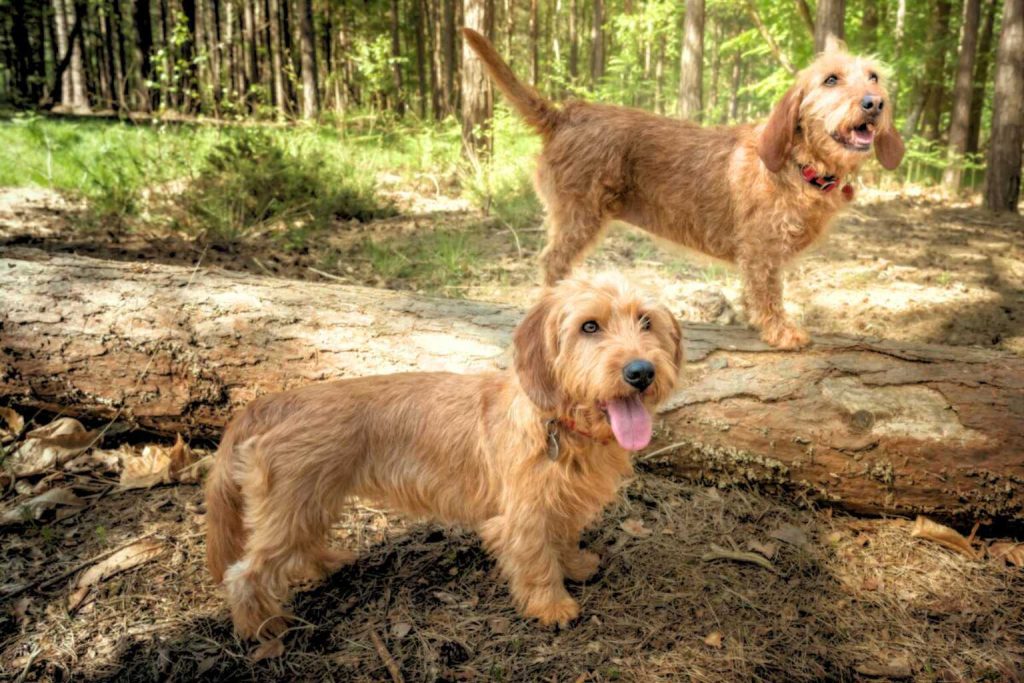 Two Basset Fauve de Bretagne Dogs with rough reddish coats stand on a forest log amid leaves, twigs, and sunlight filtering through trees