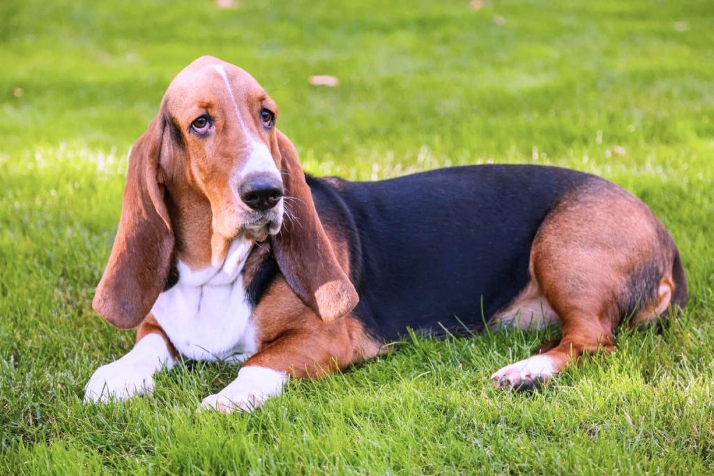 Basset Hound dog with light brown and black fur lies on vibrant green grass with long floppy ears and attentive expression