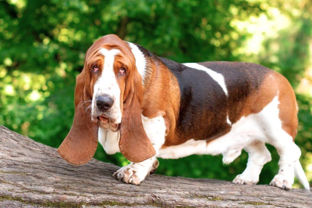 Basset Hound with light brown, white, and dark patches stands on tree trunk, long droopy ears, blurred green foliage background