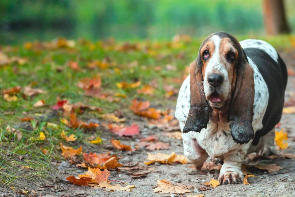 Basset Hound with white, brown, and black spots walks on autumn leaf-covered path, looking at viewer in soft outdoor light