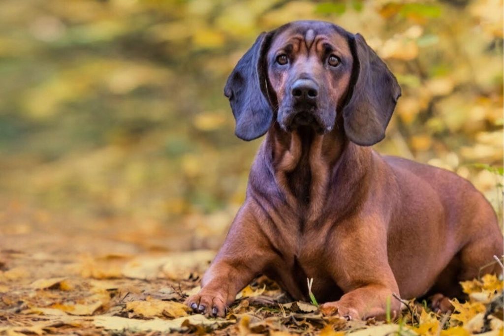 Bavarian Mountain Hound with reddish-brown coat rests on golden autumn leaves in a quiet forest setting with soft blurred background