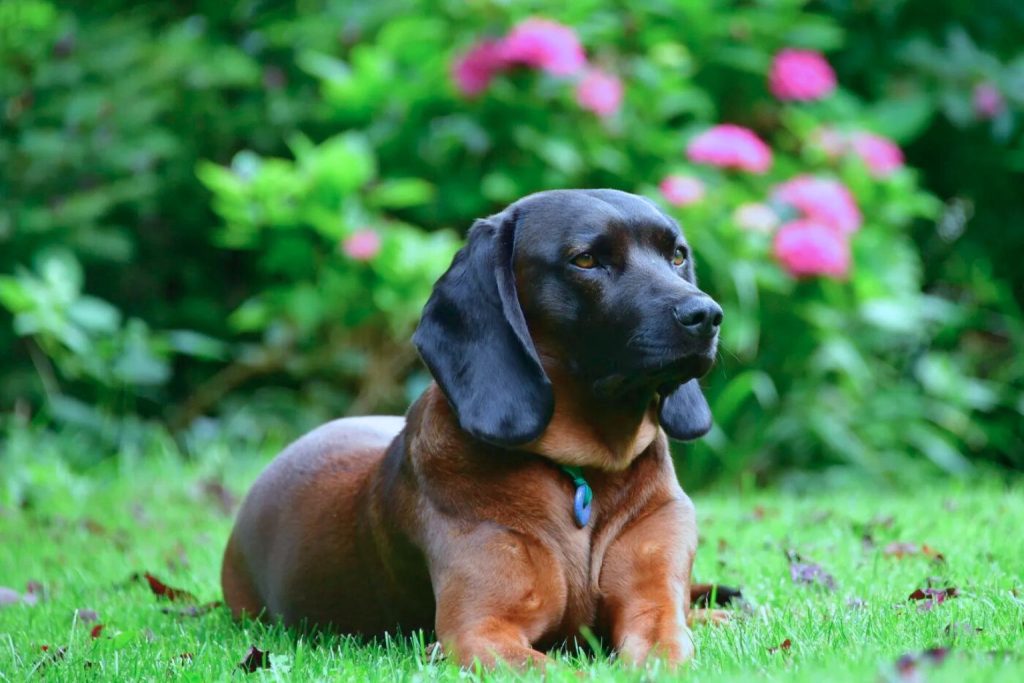 Bavarian Mountain Hound with reddish-brown coat and black ears rests on grass, wearing teal collar, garden and pink flowers blurred in background