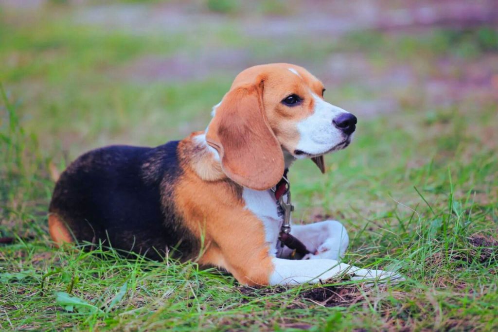 Beagle Harrier Dog with brown, white, and black coat lies calmly on vibrant green grass wearing a reddish-brown collar outdoors