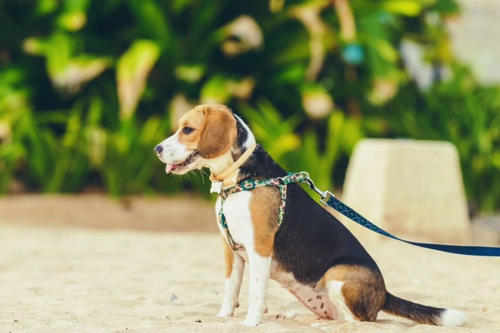 Beagle Harrier Dog with light brown and white coat sits on sandy beach wearing teal patterned harness, tongue visible, green foliage background