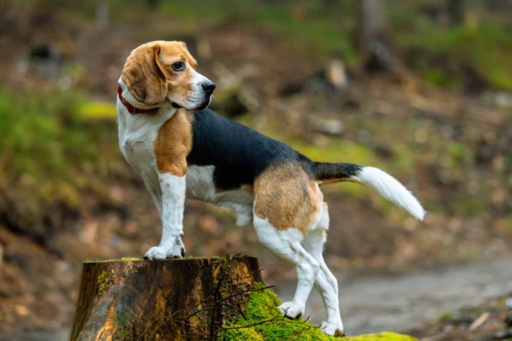 Beagle Harrier Dog with tri-color coat stands alert on mossy tree stump in forest, wearing reddish-pink collar, surrounded by blurred trees