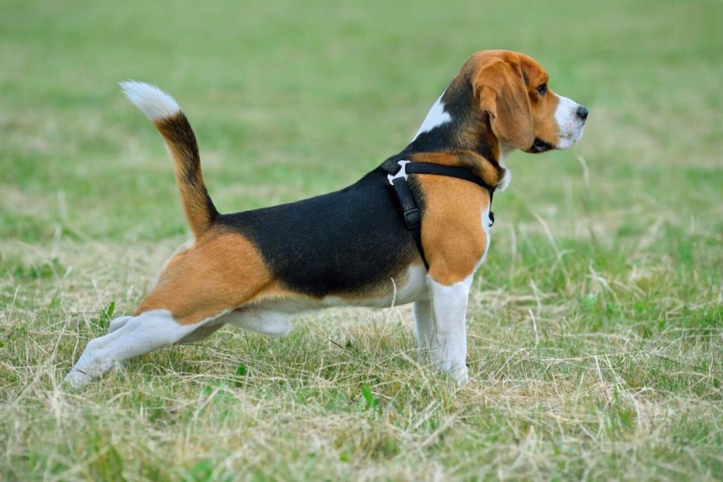 Beagle Harrier Dog with tri-color coat stands in grassy field wearing black harness, tail raised and head turned slightly right