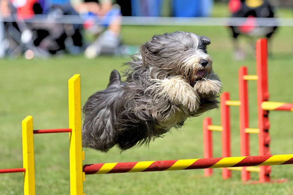 Bearded Collie Dog mid-jump over yellow and red agility hurdle on grassy field, gray and white flowing fur, sunny outdoor scene