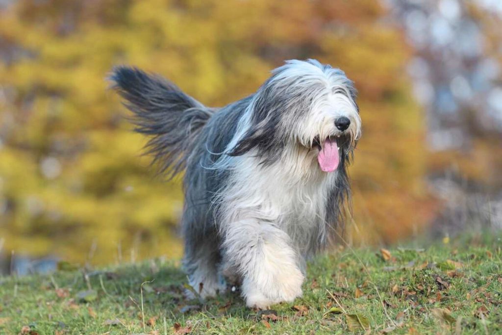 Bearded Collie Dog with gray and white shaggy coat stands in sharp green grass with colorful autumn foliage in background