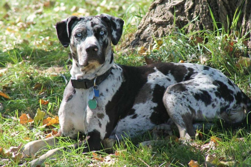 White and patched Catahoula Leopard Dog with striking blue eyes resting in the grass near a tree.