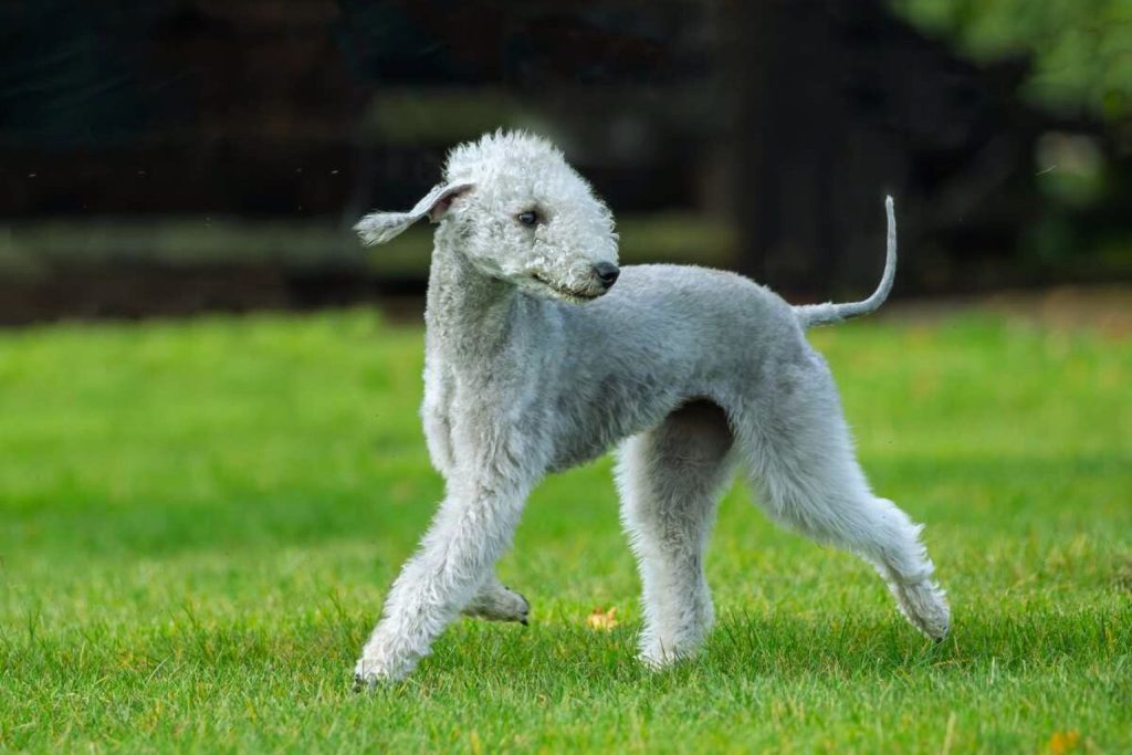 Bedlington Terrier dog in mid-stride with light gray-white fluffy coat runs across vibrant green grass in soft outdoor light
