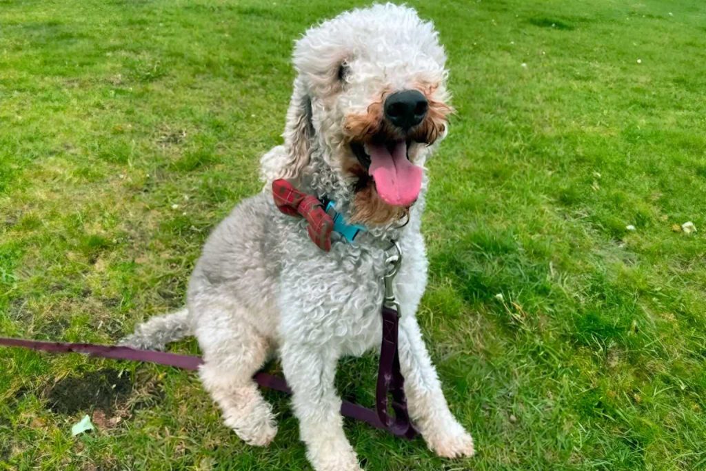 Light gray Bedlington Terrier sits on vibrant green grass wearing teal harness with red bow tie, looking at camera, purple leash attached