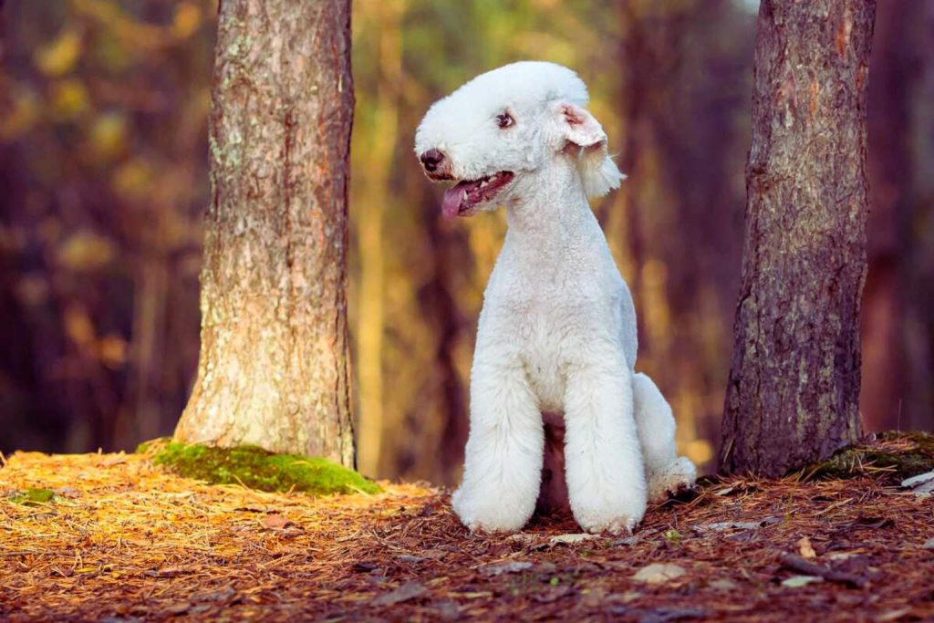 Bedlington Terrier with short white fur sits in forest among pine needles and moss, ears pricked, tongue slightly visible