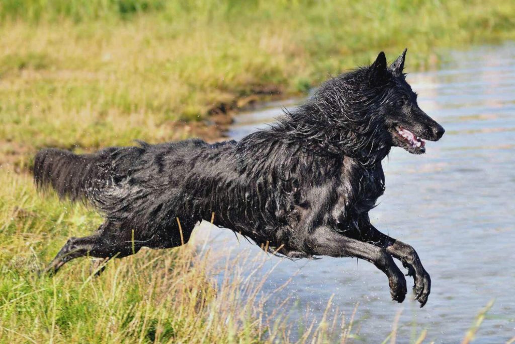 Belgian Shepherd leaps powerfully over shallow water with wet black fur, droplets flying, background of tall grass under sunny light