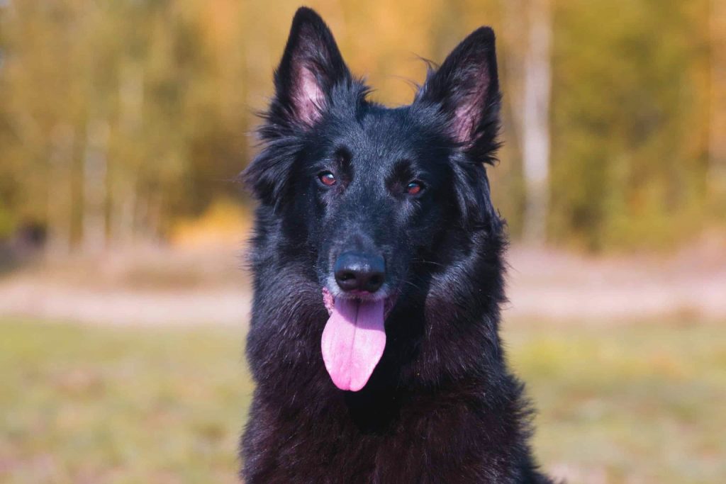 Close-up of Belgian Shepherd Dog with dense black coat, erect ears, and pink tongue, set against blurred autumn trees and grassy background outdoors