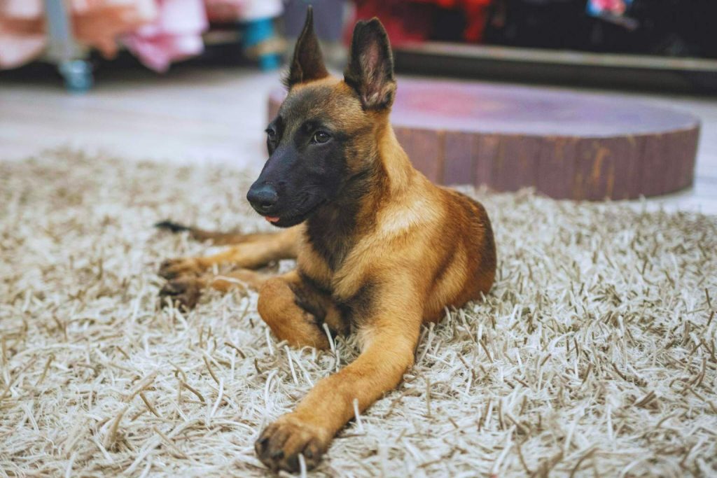 Belgian Shepherd with reddish-brown coat and black face markings rests on beige shag carpet indoors with blurred décor