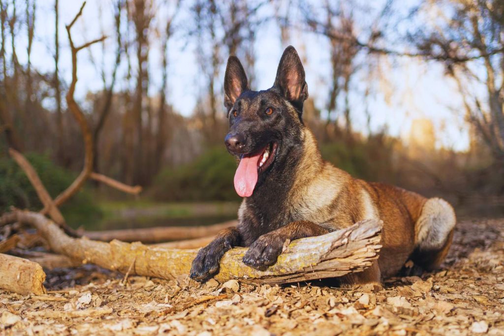 Belgian Shepherd with tan and dark brown coat lies on forest floor with driftwood, relaxed posture, mouth open, tongue visible in woodland setting
