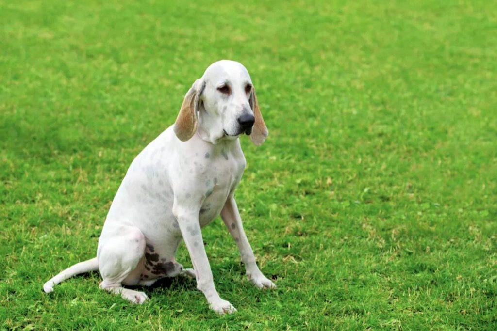 Billy Dog with white coat, brown ears, and black nose sits on bright green grass, head tilted slightly, looking alert in sunny outdoor setting