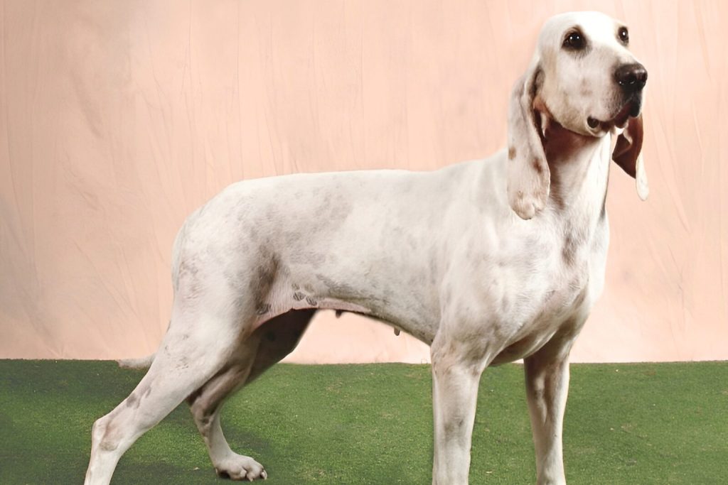 Billy Dog with smooth white coat and subtle light brown-gray spots stands on green artificial grass near a peach textured wall background
