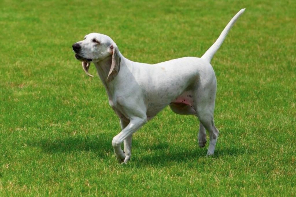 Billy Dog with pure white coat and pointed ears walks briskly across a vibrant green grassy field in bright daylight outdoor setting