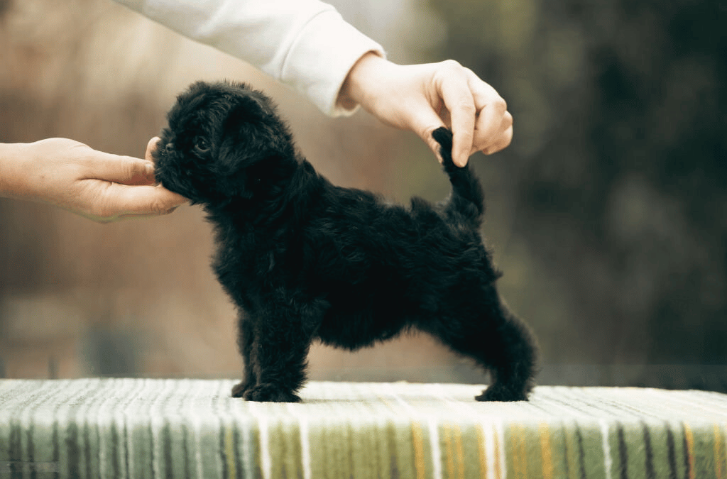 Black Affenpinscher puppy stands on a striped cloth while a person gently touches its tail and snout in soft, neutral-toned light