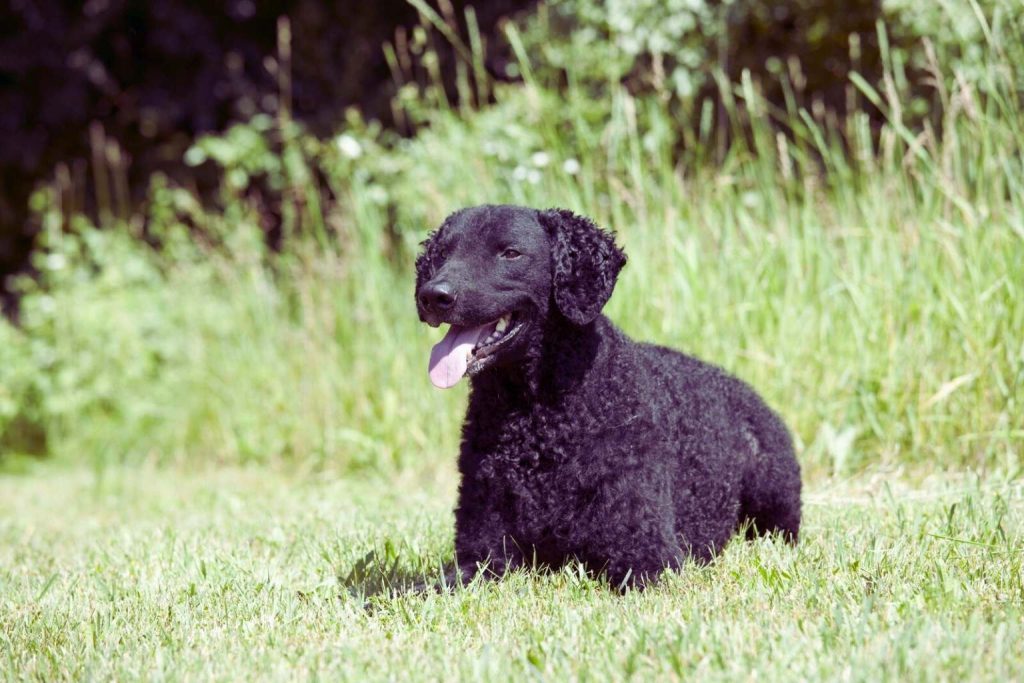 Black Curly-Coated Retriever resting alertly on green grass, bathed in soft sunlight, showing dense, woolly curls and attentive eyes.