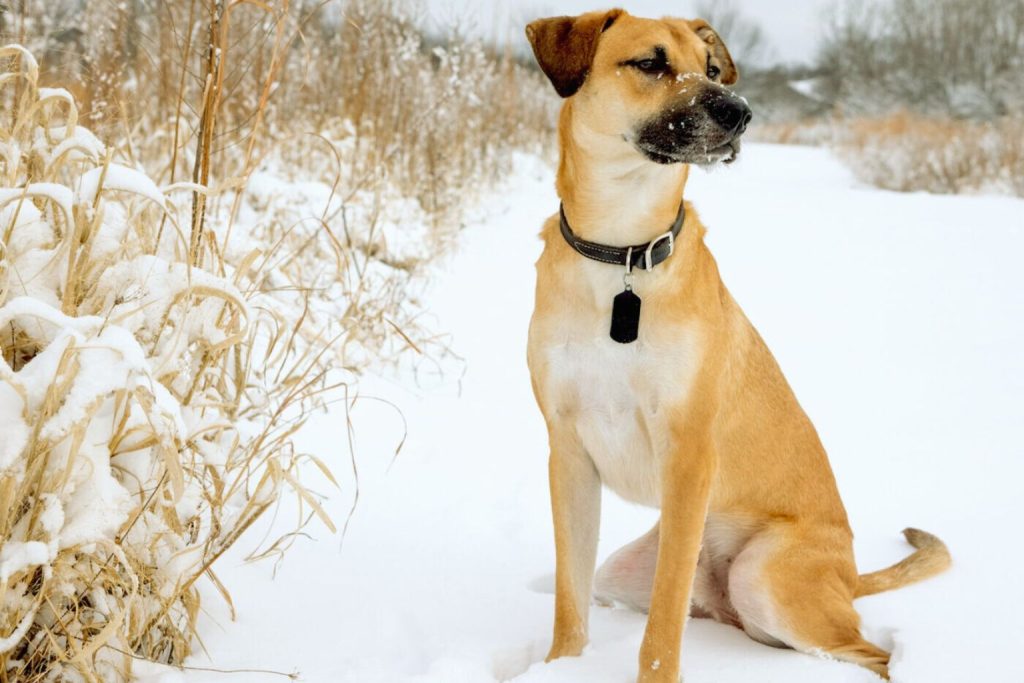 Black Mouth Cur Dog with tan coat sits alert in snowy field wearing dark collar, background of light brown grasses and soft winter trees