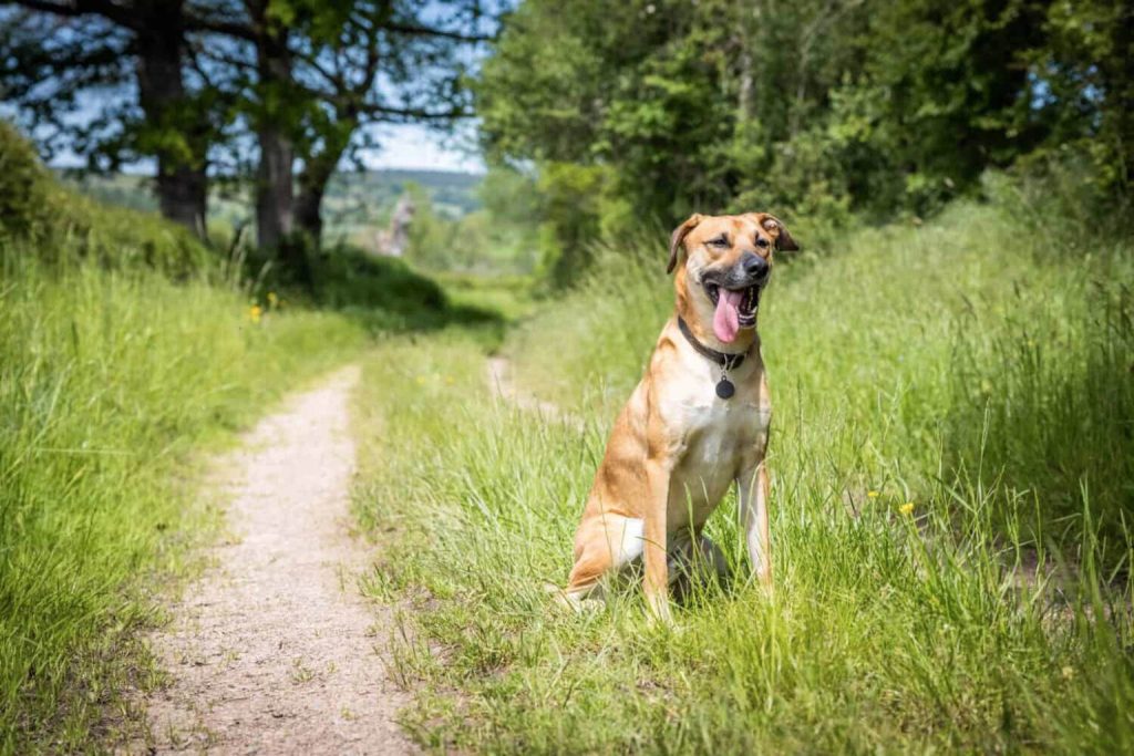 Black Mouth Cur Dog sits on grassy verge beside tan dirt path, tongue out, collar on, with tall green grass and trees in sunny background