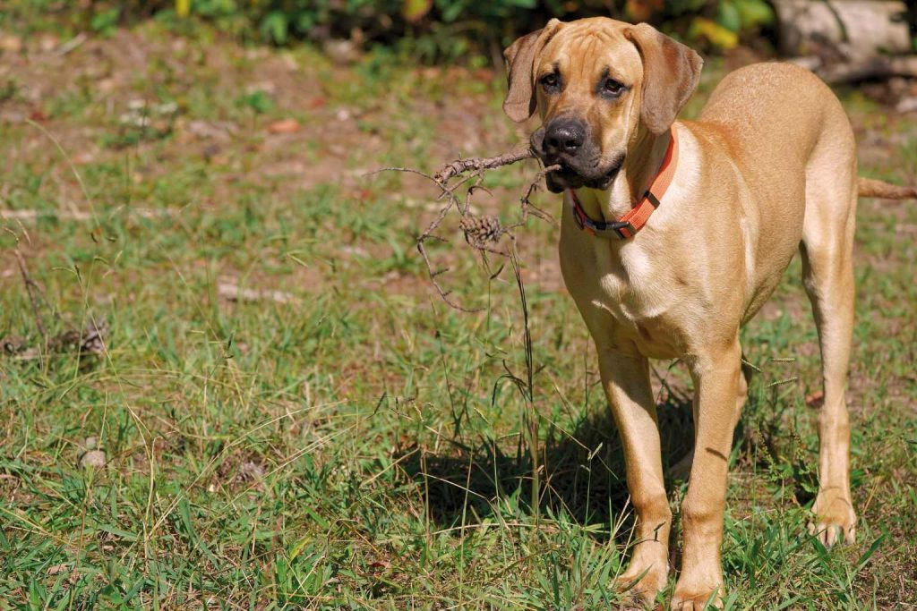 Black Mouth Cur Dog in grassy field wearing orange collar holds twig in mouth while standing alert with blurred outdoor background