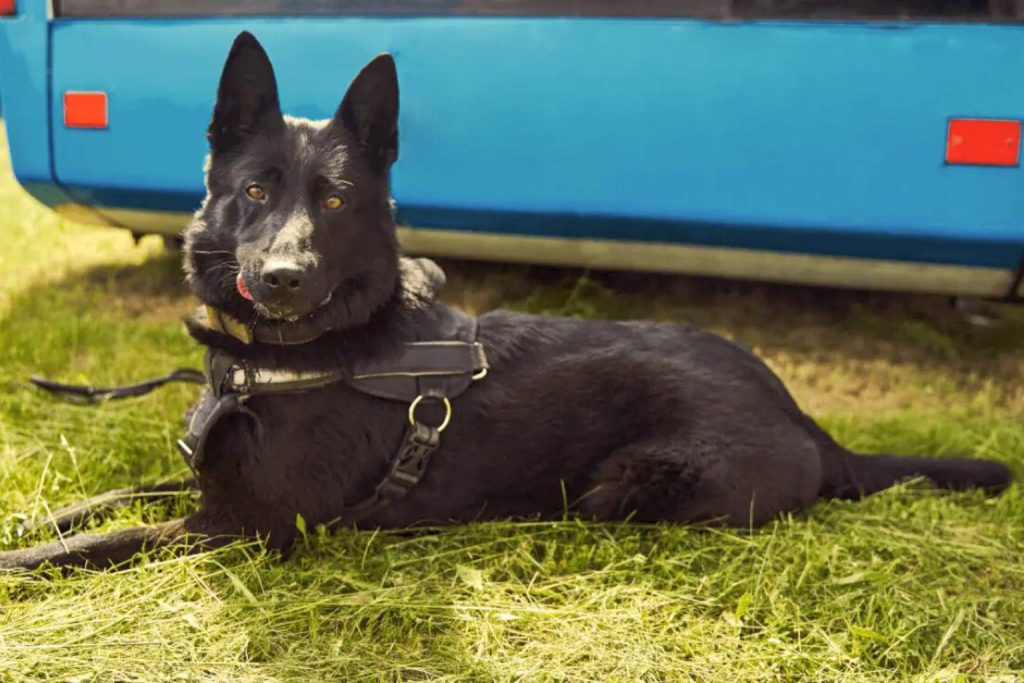 Black Norwegian Elkhound wearing harness lies on vibrant green grass, tongue visible, with a light blue bus behind in the background