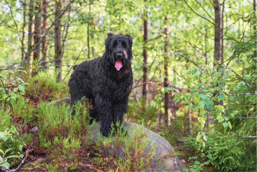 Black Russian Terrier stands on rocky outcrop, dense black coat, tongue slightly out, surrounded by forest greenery