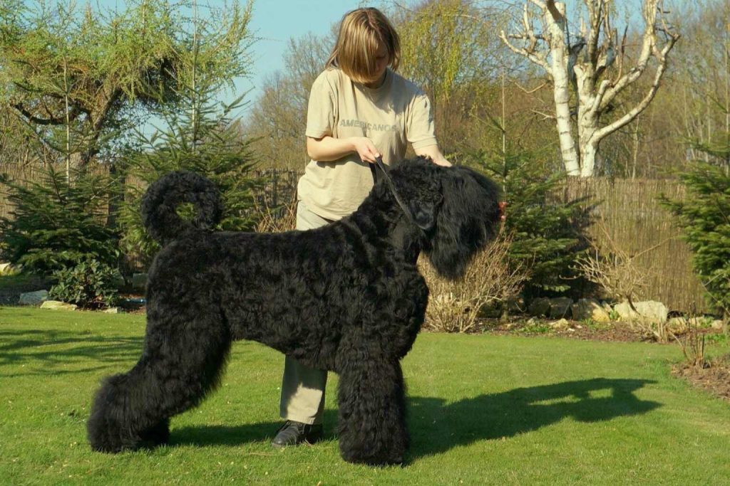 Black Russian Terrier with thick black coat and curled tail stands on grassy lawn, held on leash by person in tan clothing
