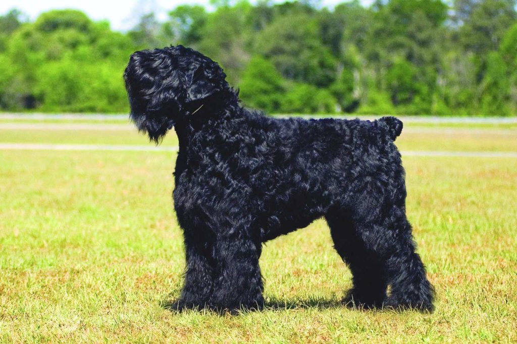 Black Russian Terrier with dense black shaggy coat stands in profile on grassy field, light collar, blurred trees in background