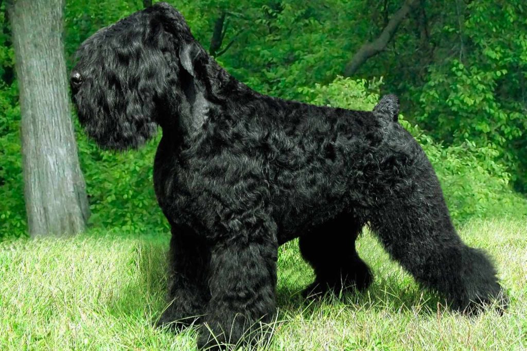 Black Russian Terrier with dense shaggy coat stands alert on green grass, forest backdrop of trees and foliage in background