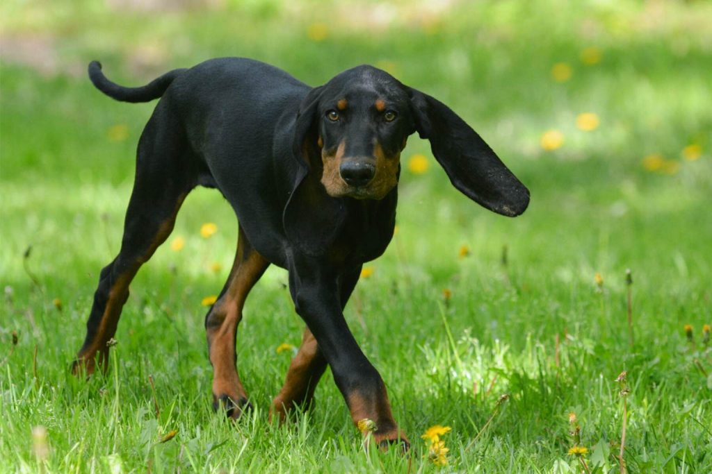 Black and Tan Coonhound in motion across grassy field with tan markings, floppy ears raised, and scattered yellow dandelion flowers