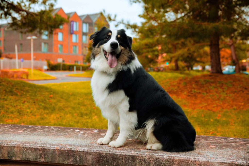 Aidi Dog with black and white coat sits on a stone wall with autumn leaves and a brick building in the background
