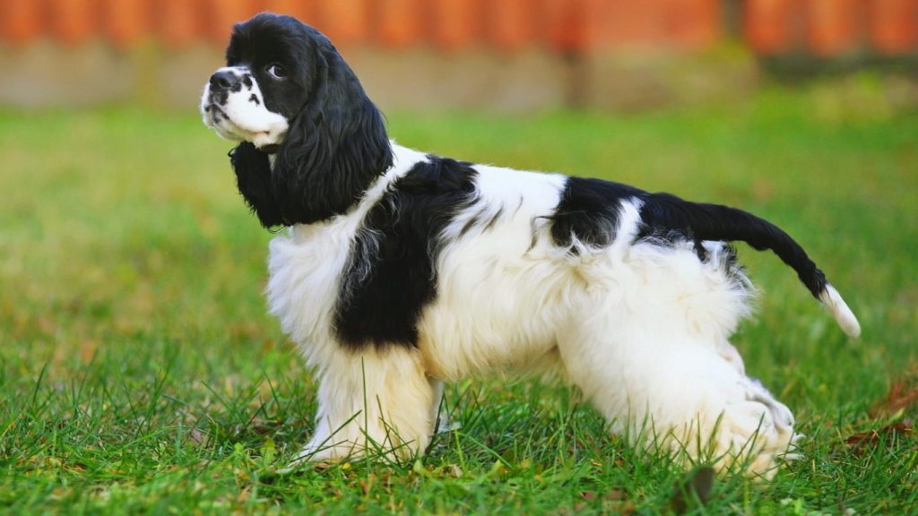 Black and white American Cocker Spaniel dog standing alert in a green grassy yard near a red wooden fence